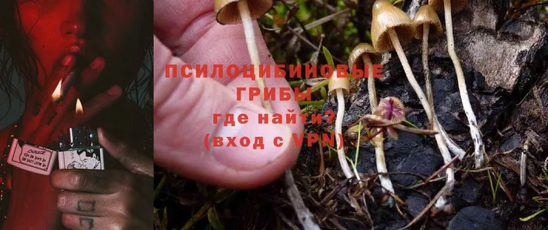 площадка формула  Ирбит  Псилоцибиновые грибы Cubensis 